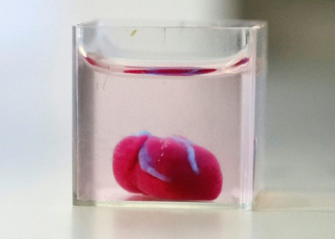Le cœur 3D dans un bocal lors de sa présentation à l'Université de Tel Aviv