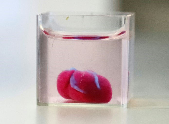 Le cœur 3D dans un bocal lors de sa présentation à l'Université de Tel Aviv