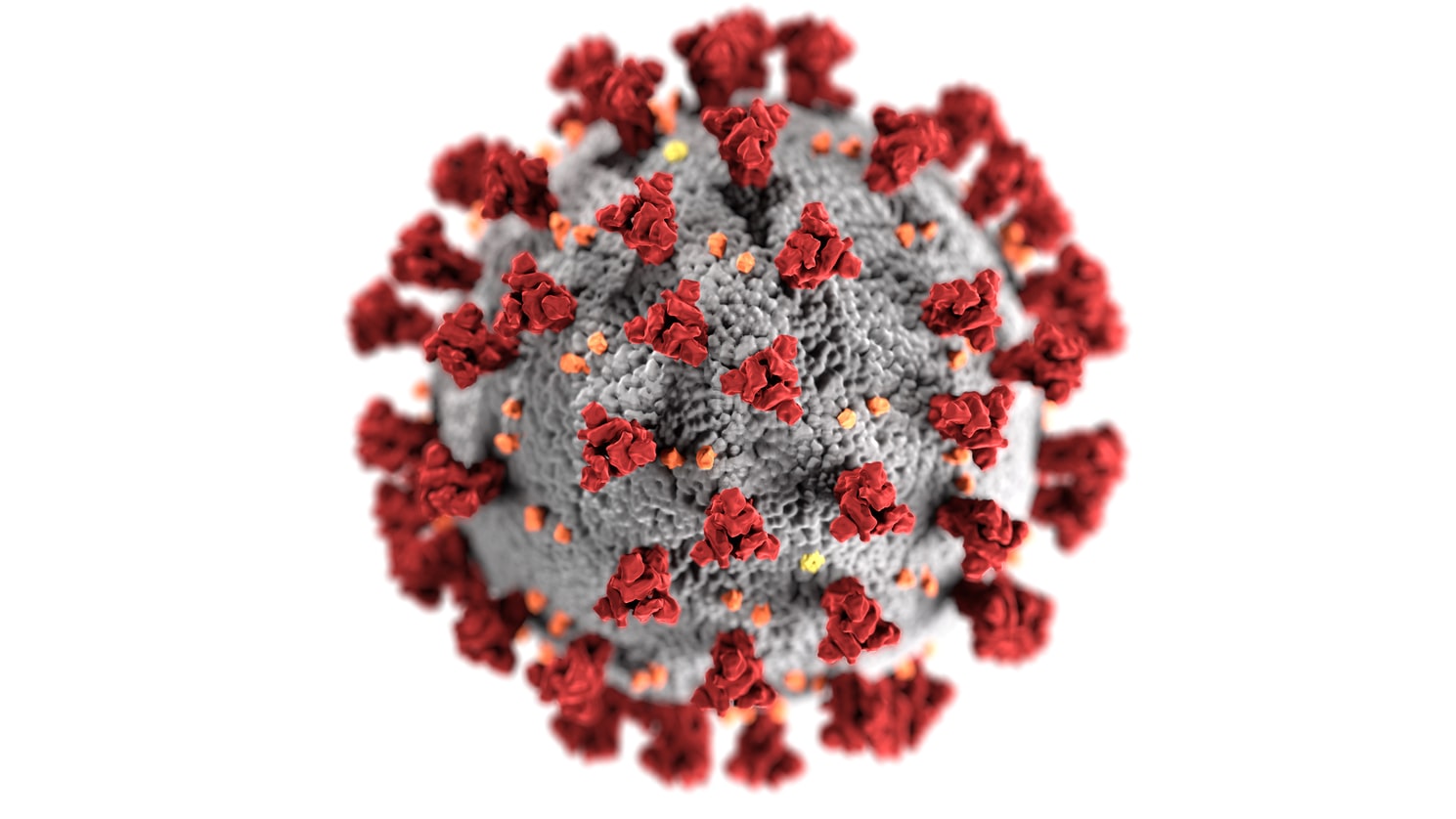 La morphologie du Covid-19, une illustration réalisée au Centers for Disease Control and Prevention (CDC).